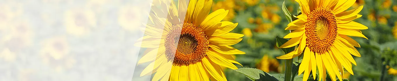 Schulungen Energiemanagement - TÜV Thüringen Akademie