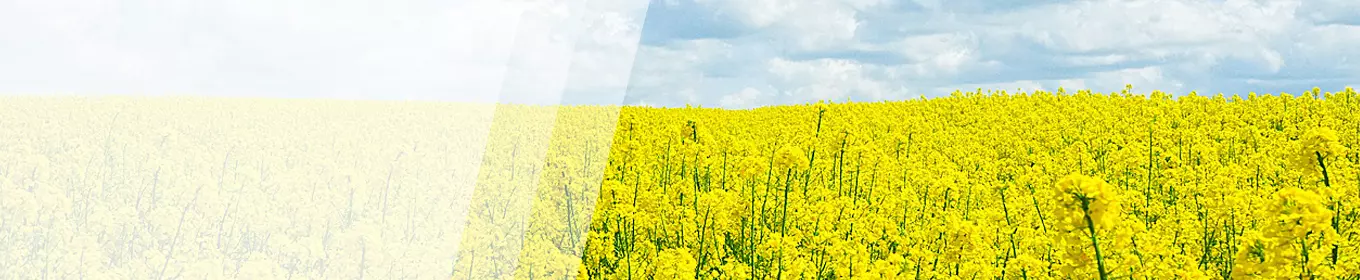 Weiterbildung im Bereich Umwelt