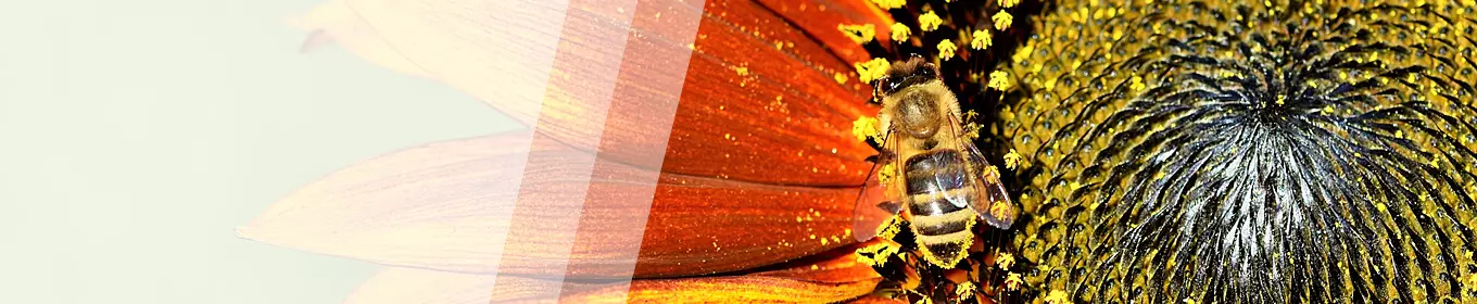 Weiterbildung im Bereich Energie & Umwelt